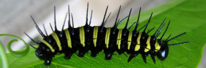 Larvae
